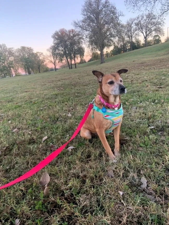 Lost dog in Memphis, TN, 38105