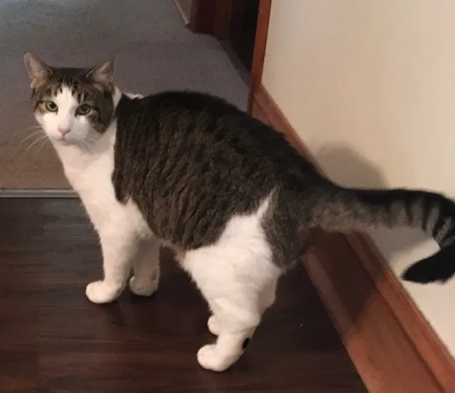 Lost cat in Gilbertsville, PA, 19525