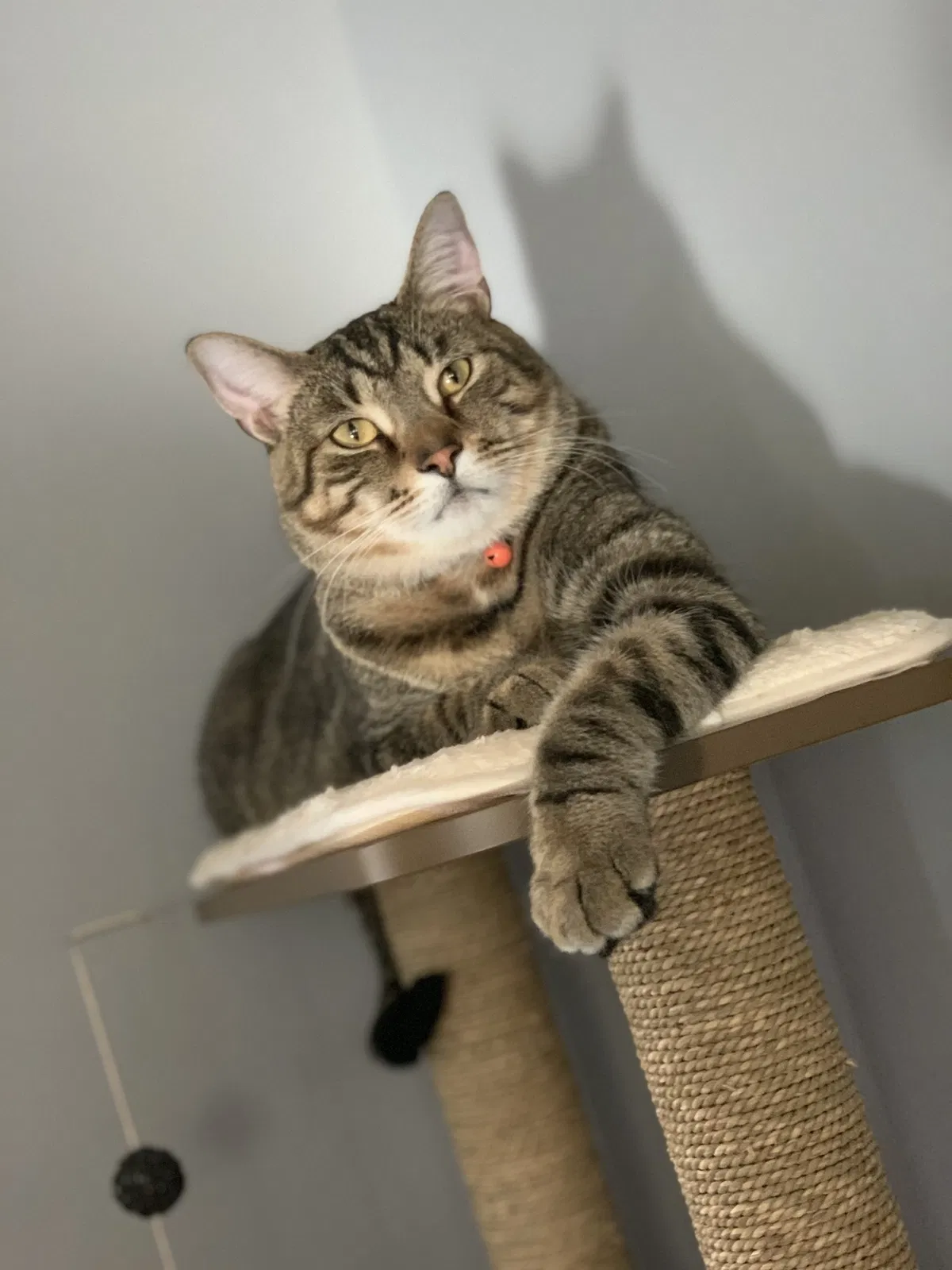 Lost cat in Pittsburgh, PA, 15205