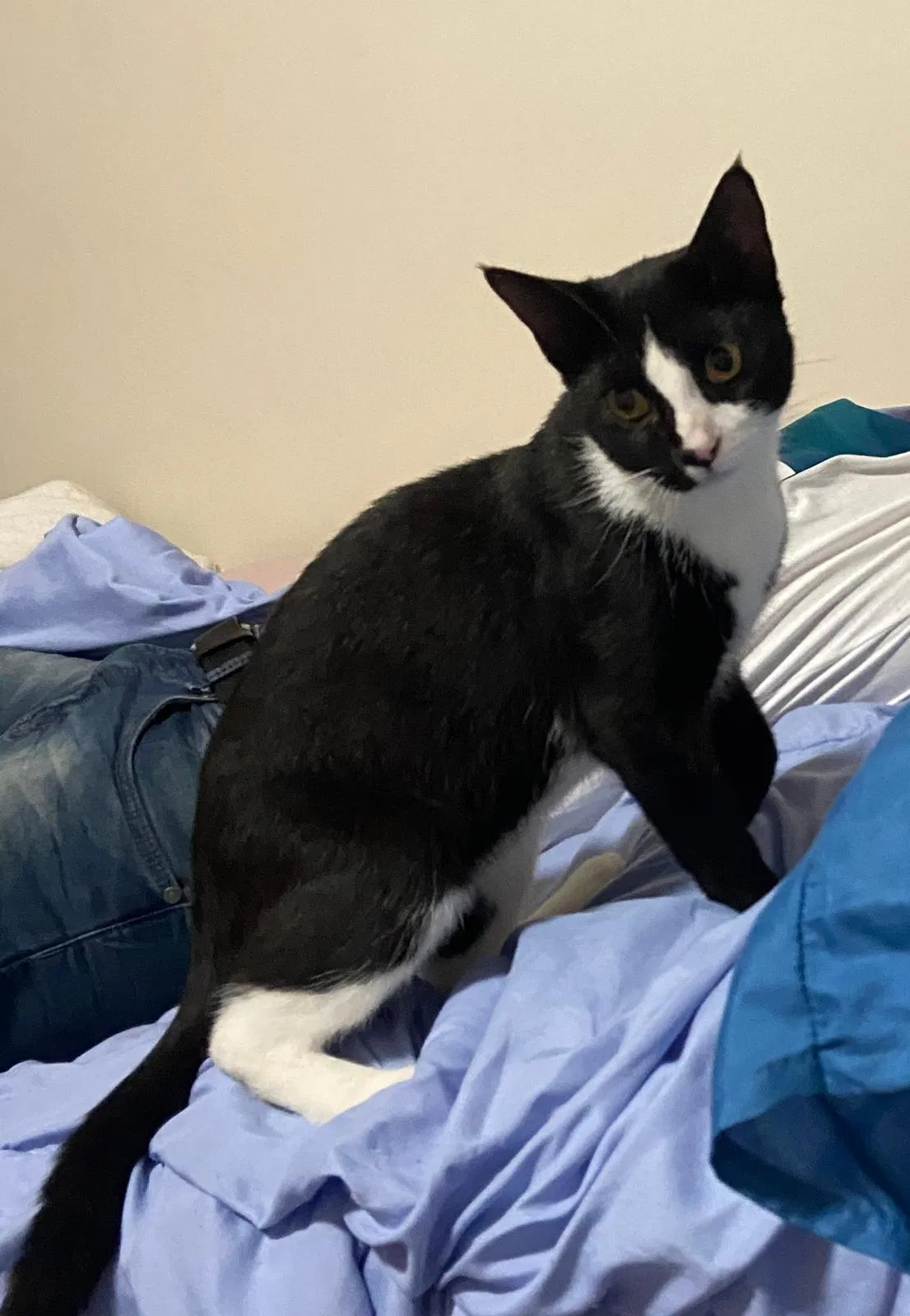 Lost cat in Brooklyn, NY, 11208