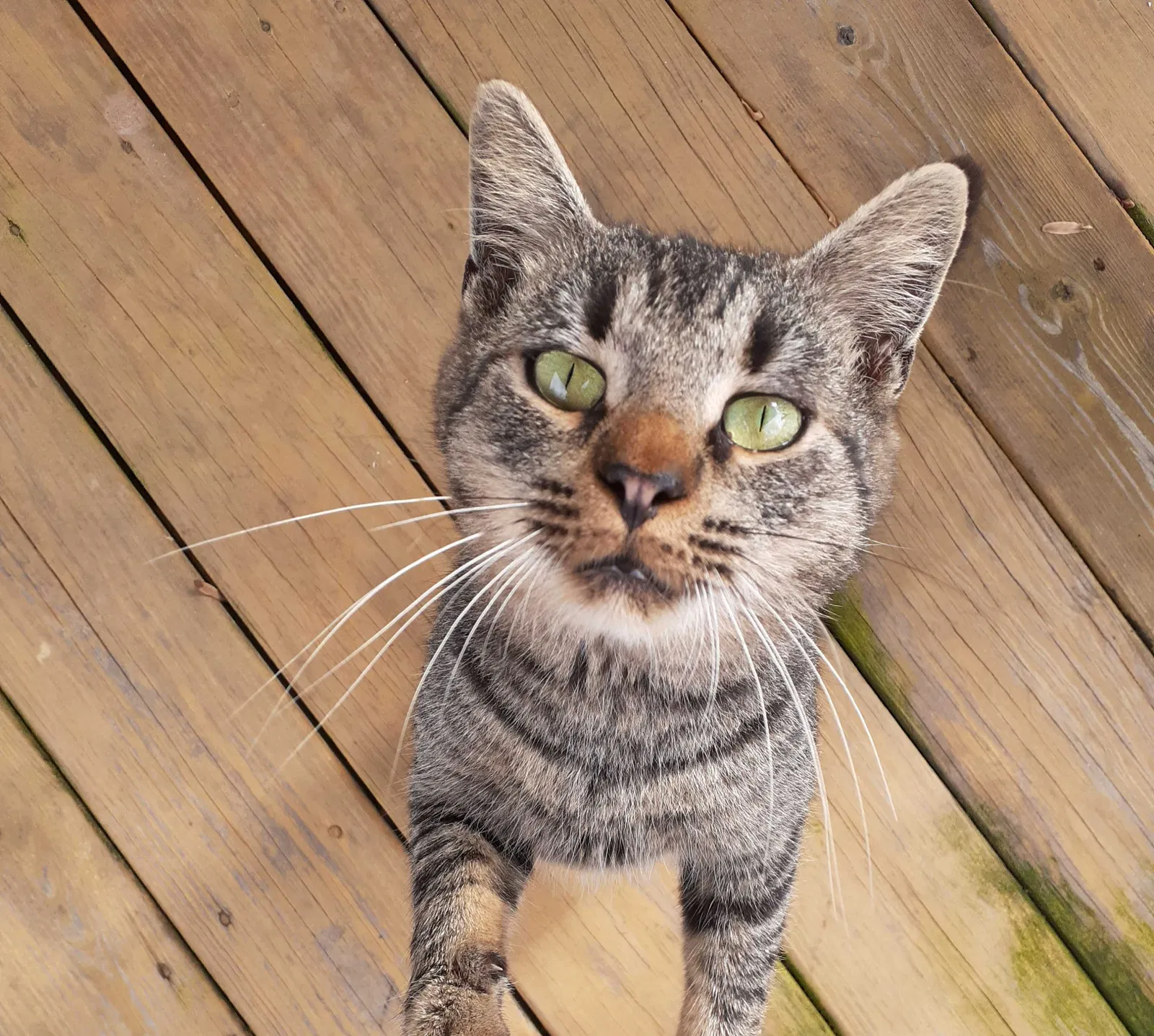 Found cat in Pelzer, SC, 29669