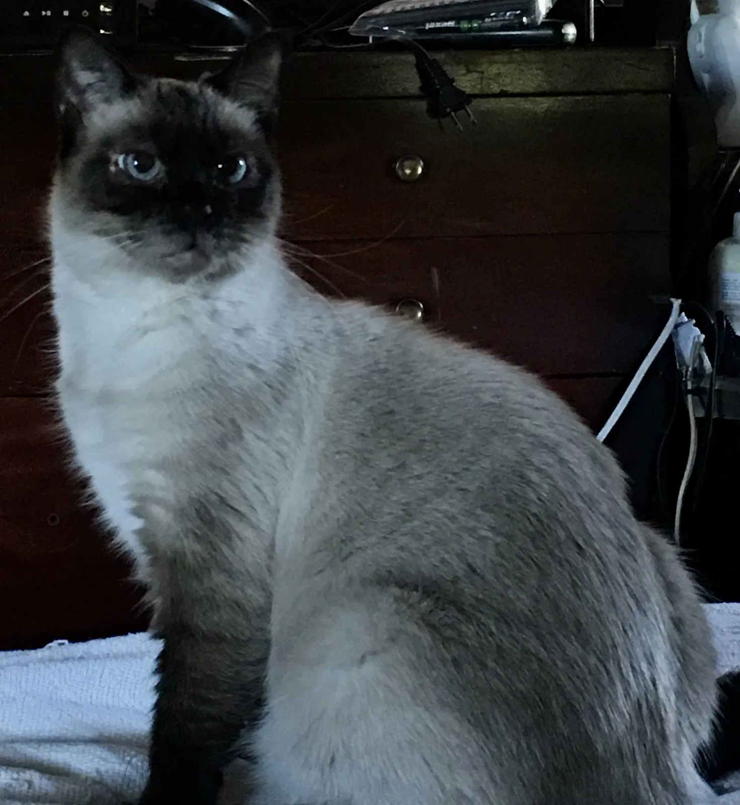 Lost cat in Halethorpe, MD, 21227