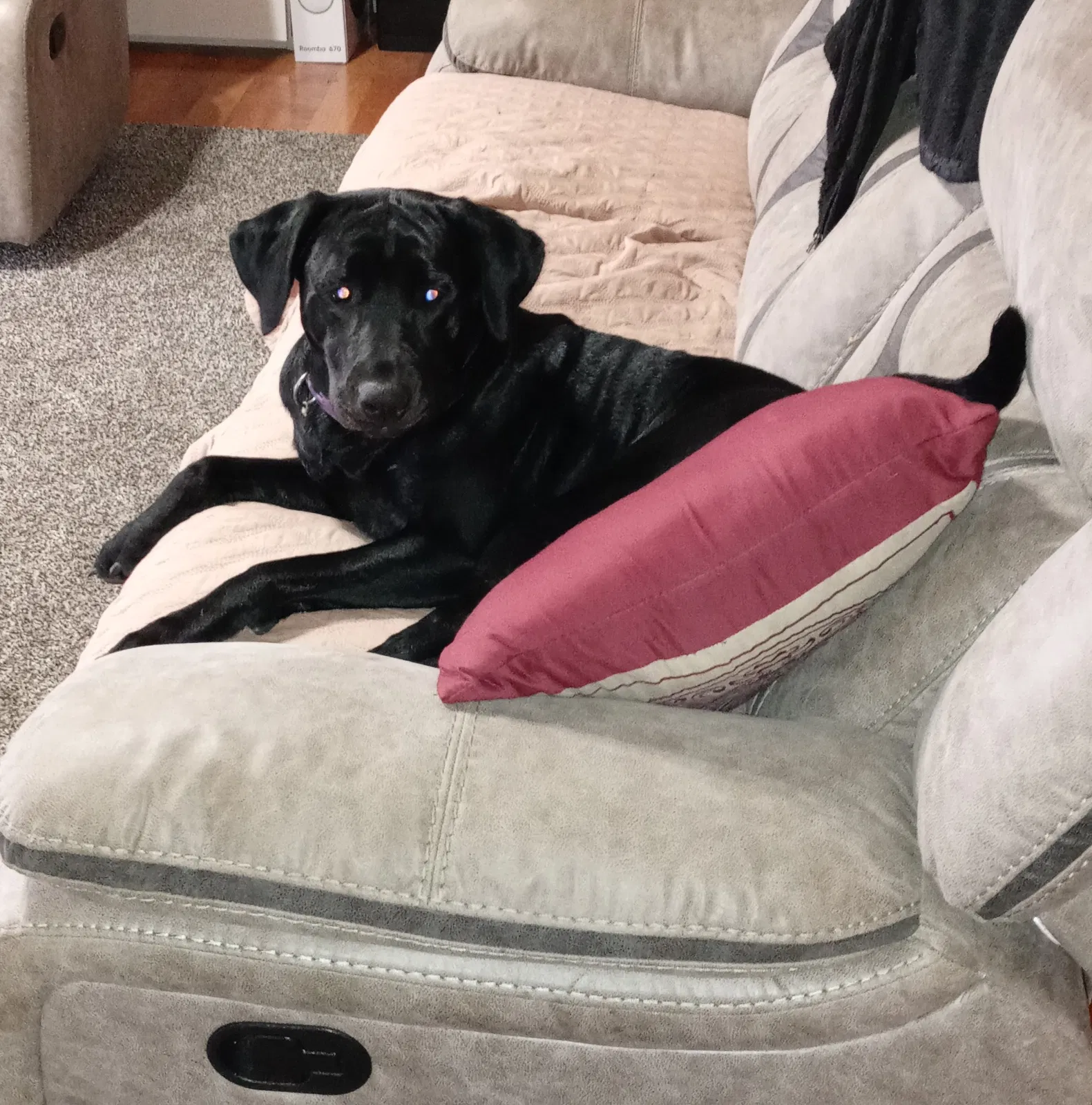 Lost dog in Topeka, KS, 66618