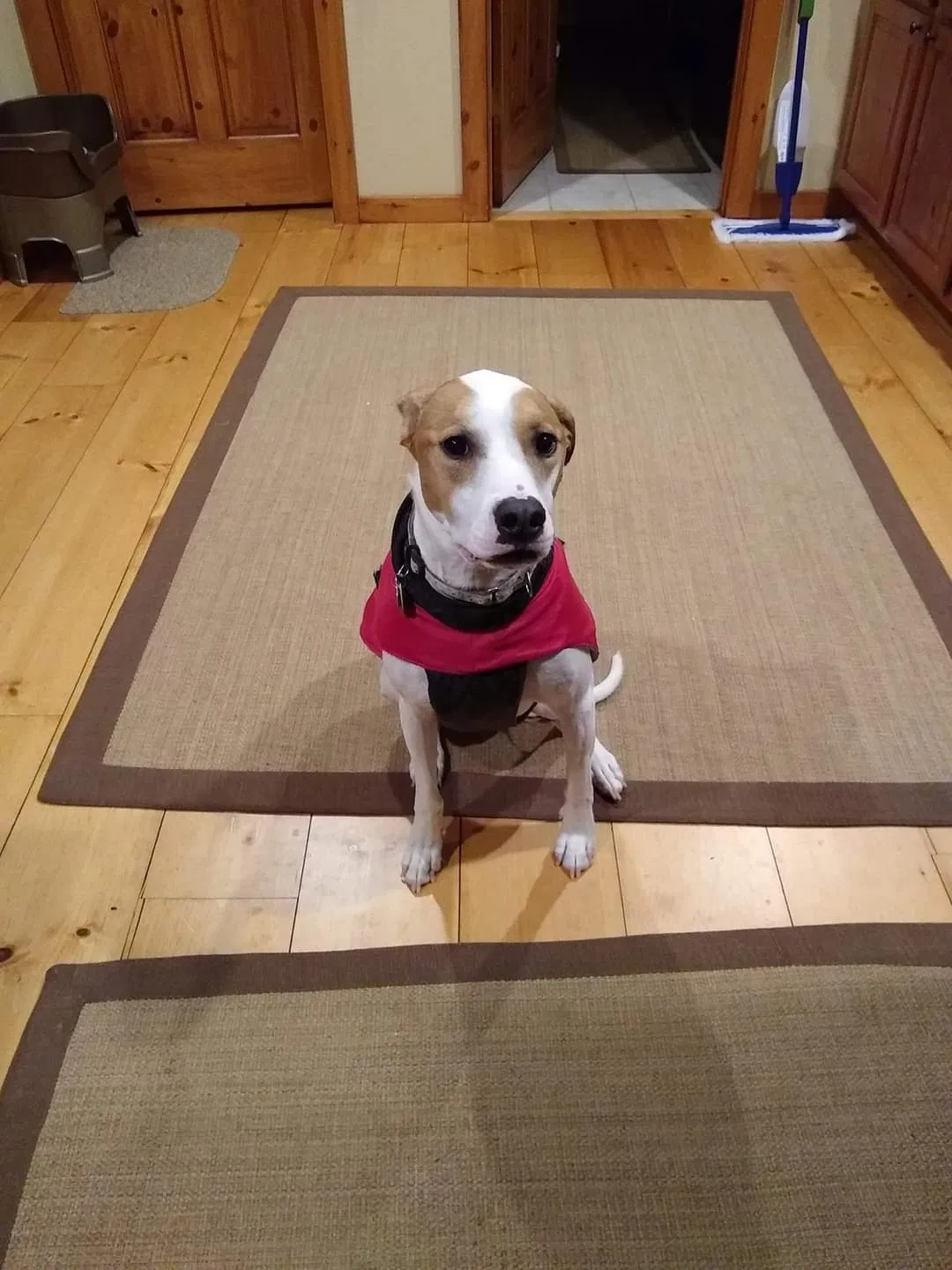 Lost dog in Presque Isle, WI, 54557