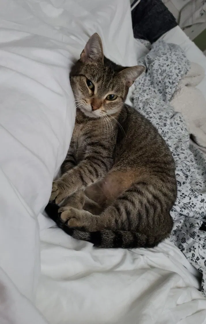 Lost cat in Newberry, FL, 32669