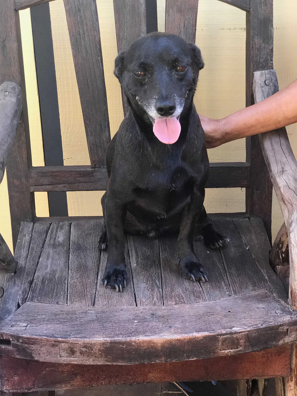 Lost dog in Mililani, HI, 96789