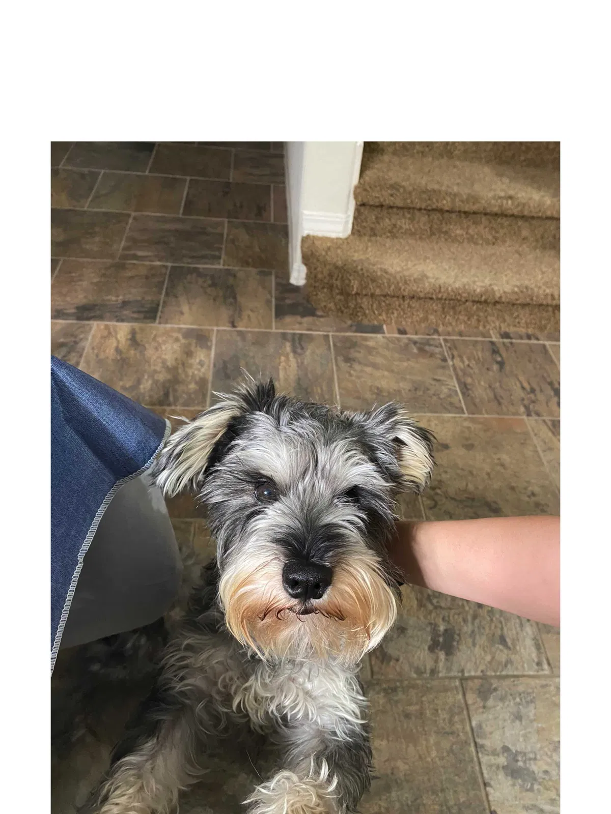 Lost dog in El Paso, TX, 79928