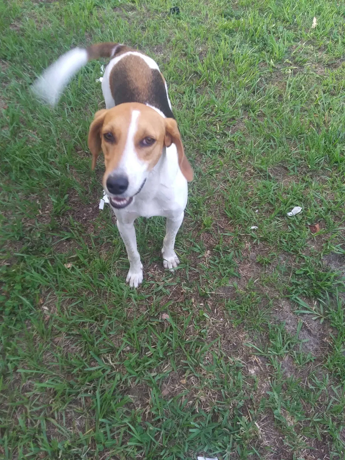 Lost dog in Saint Johns, FL, 32259