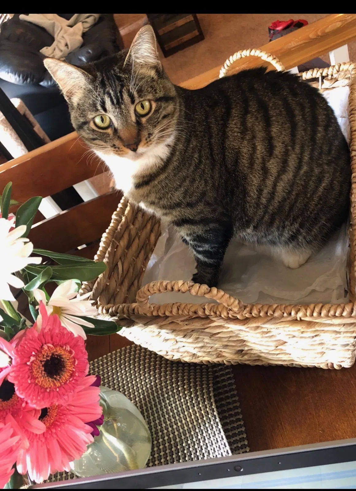Lost cat in Spokane, WA, 99216