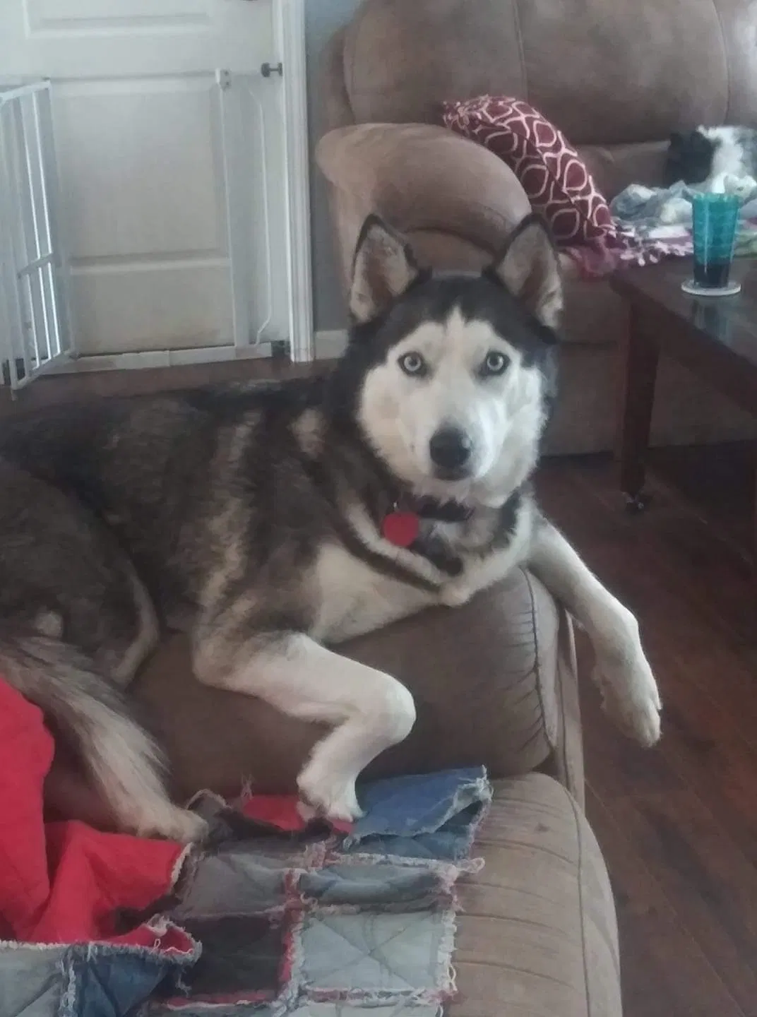 Lost dog in Jefferson, TX, 75657