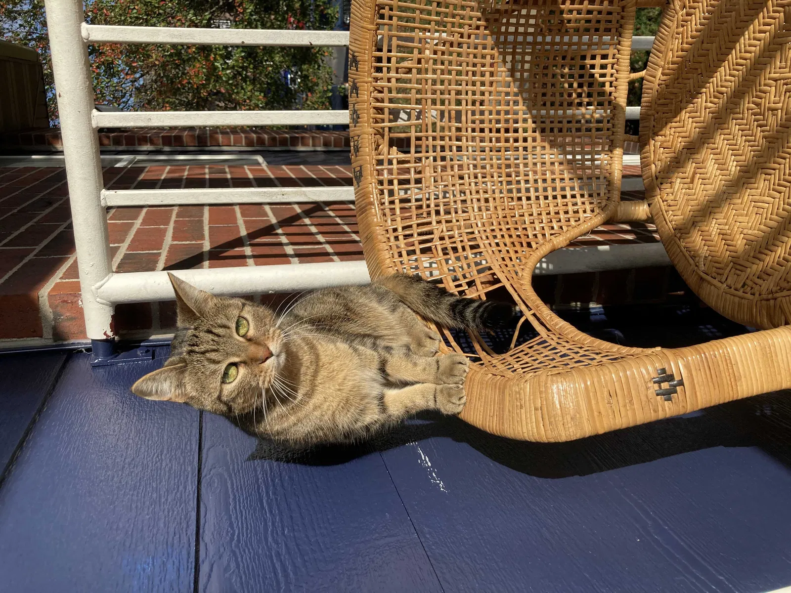 Lost cat in Springfield, MO, 65807