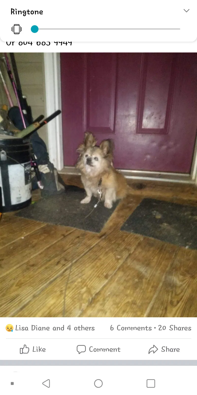 Lost dog in Louisa, VA, 23093