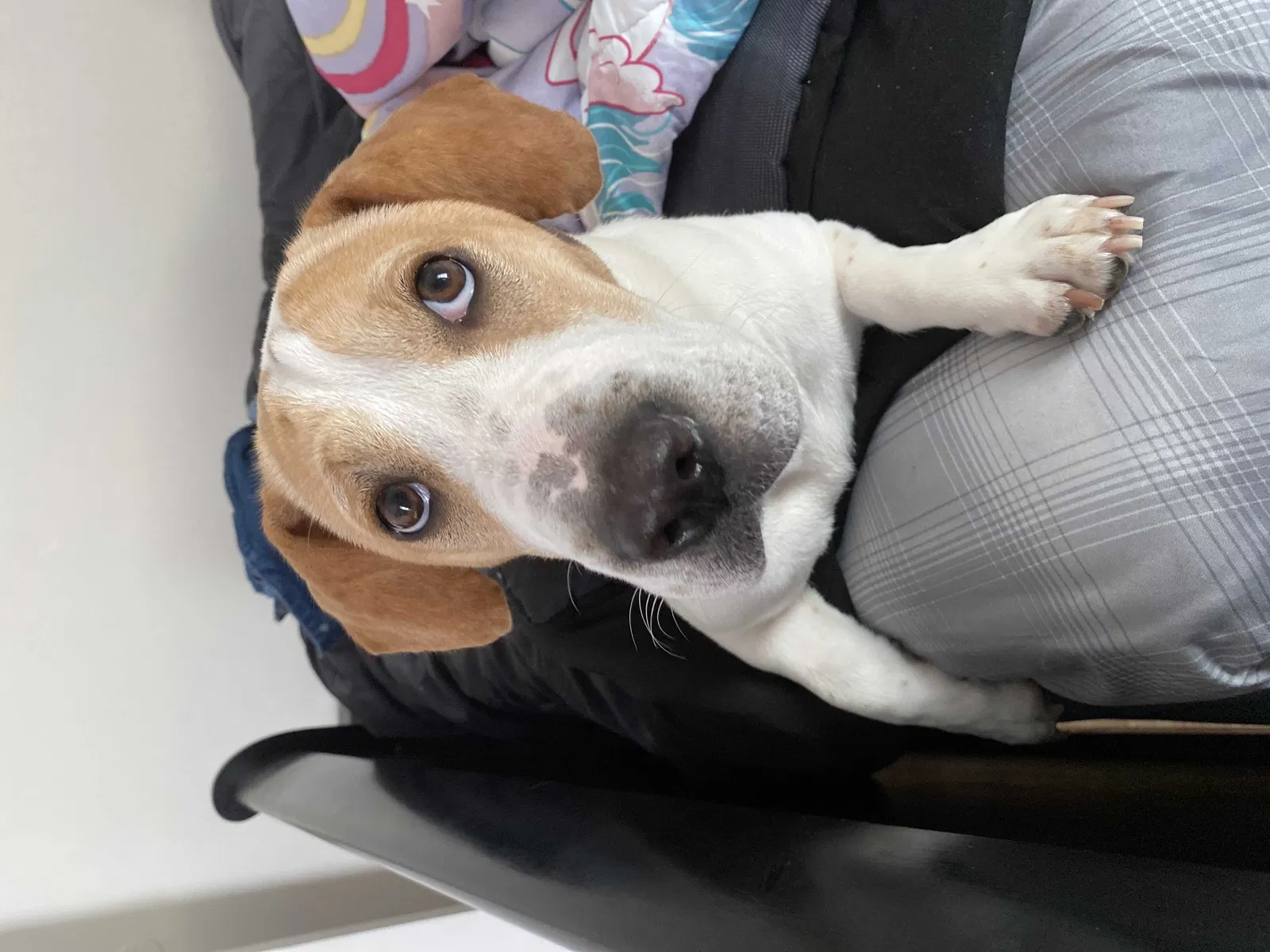 Lost dog in New Haven, CT, 6513