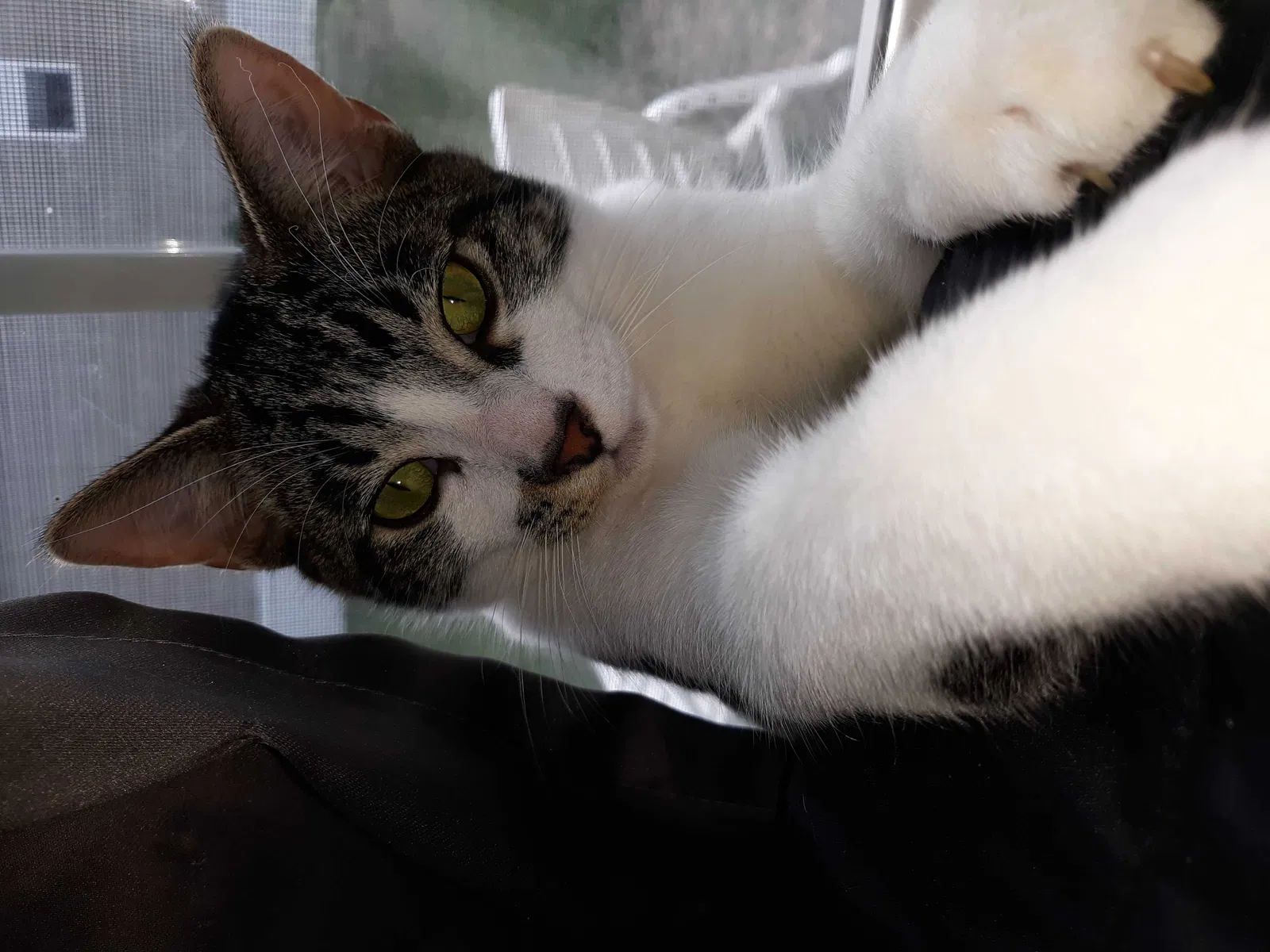 Lost cat in Clarkston, MI, 48347