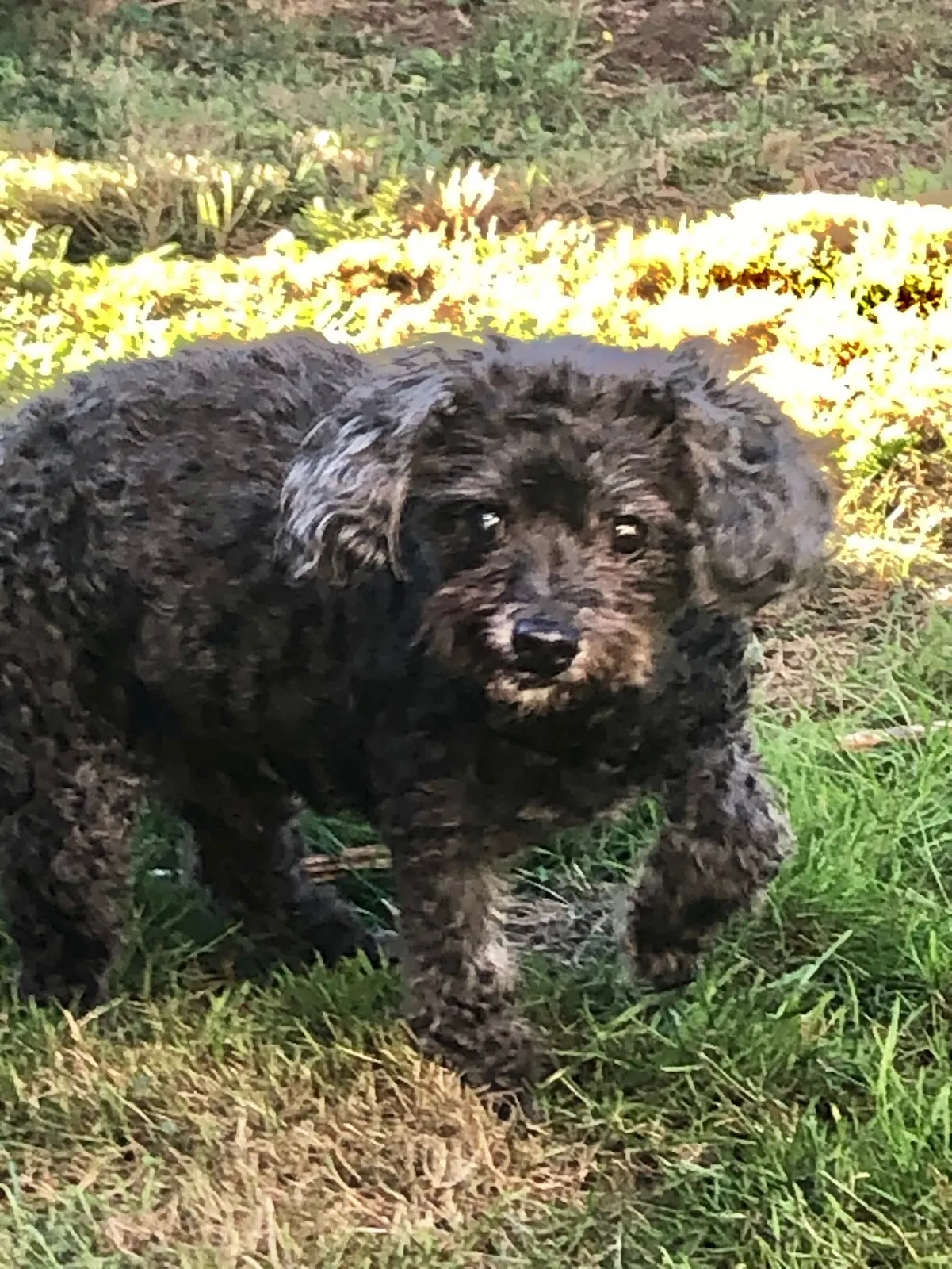 Lost dog in Lynnwood, WA, 98036