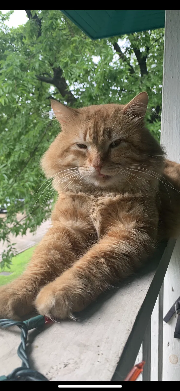 Lost cat in Fort Worth, TX, 76110