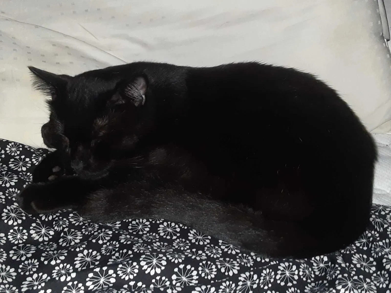 Lost cat in Lafayette, CO, 80026