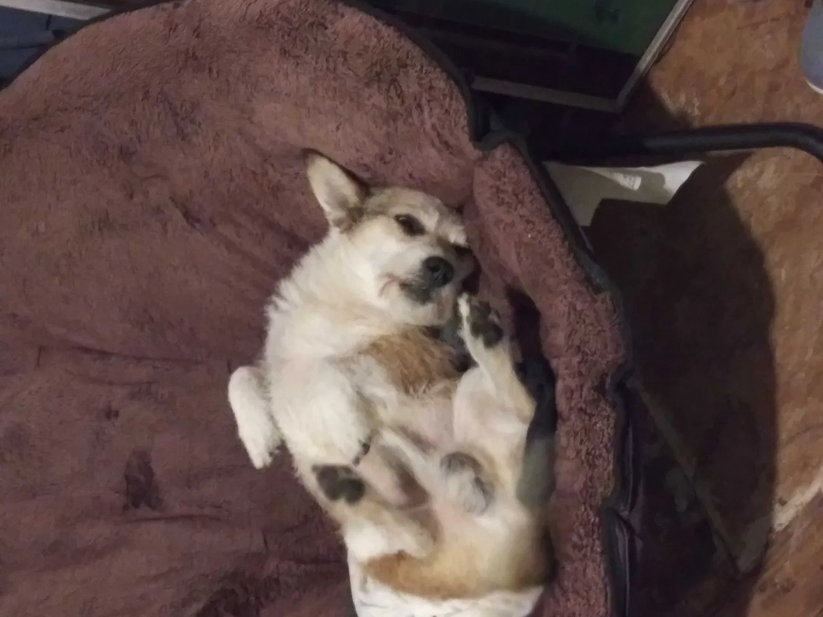Lost dog in Kathleen, GA, 31047