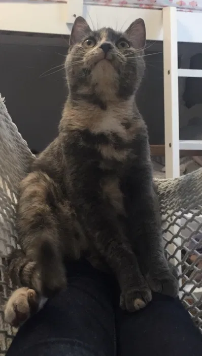 Lost cat in Overland Park, KS, 66212