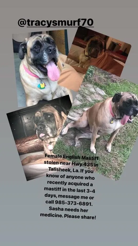 Lost dog in Bush, LA, 70431