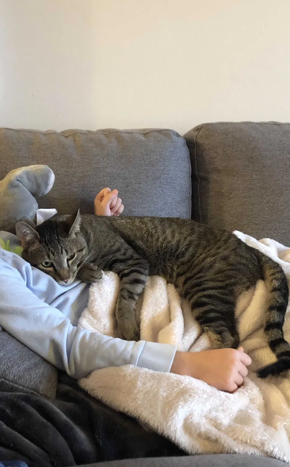 Lost cat in Sedro Woolley, WA, 98284