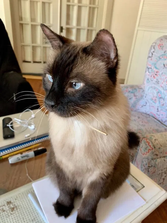 Lost cat in Austin, TX, 78745