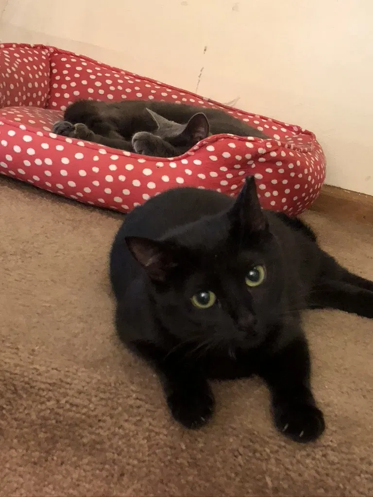 Lost cat in Columbus, OH, 43235
