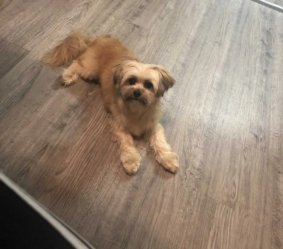 Lost dog in Fort Lauderdale, FL, 33319