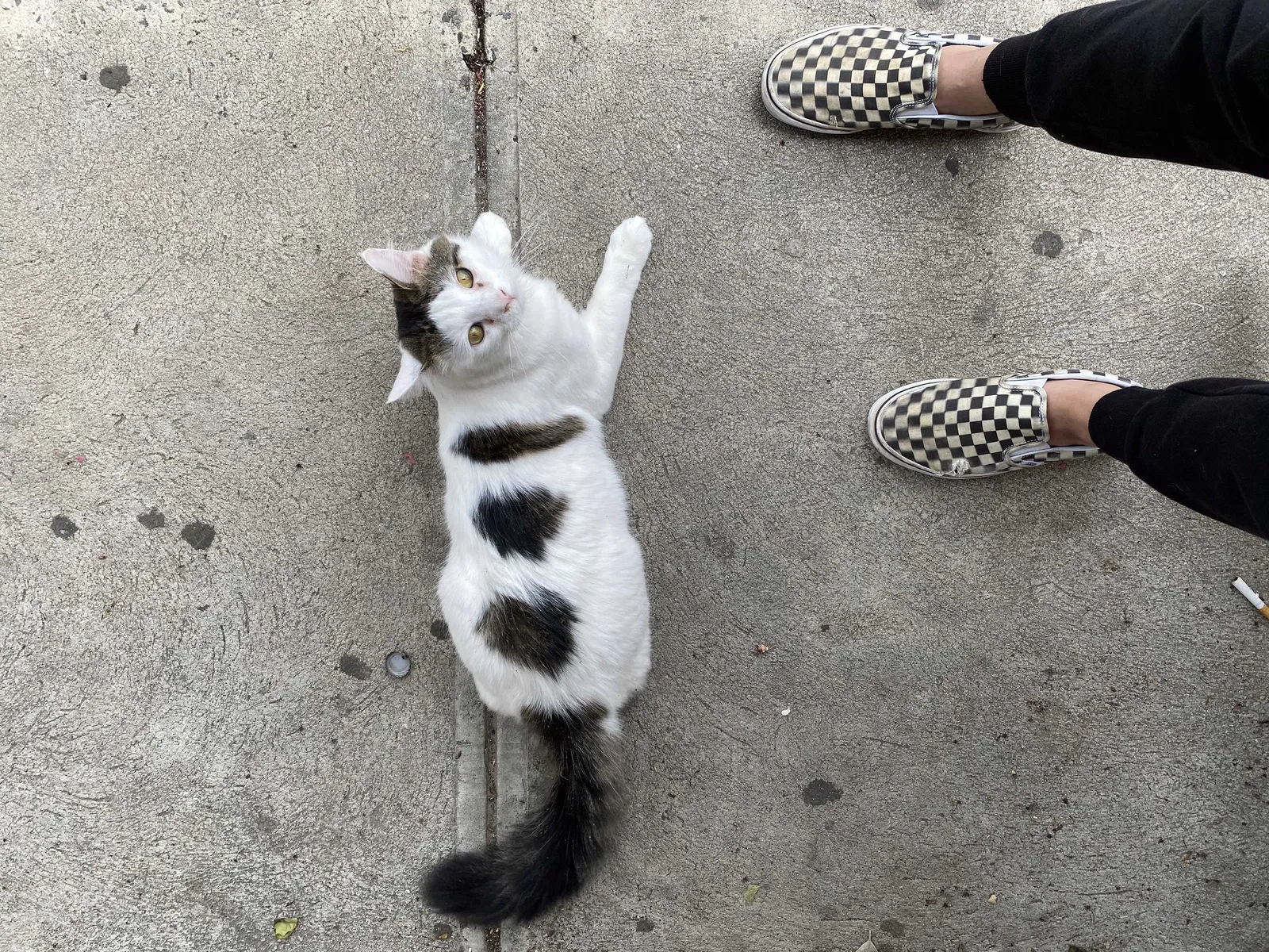 Lost cat in Corona, NY, 11368