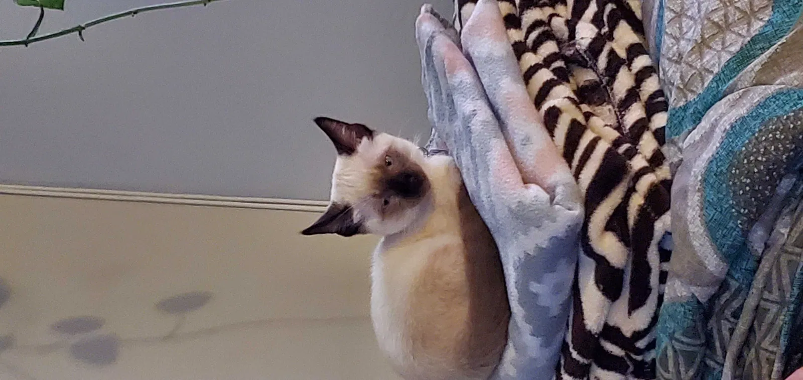 Lost cat in San Diego, CA, 92104