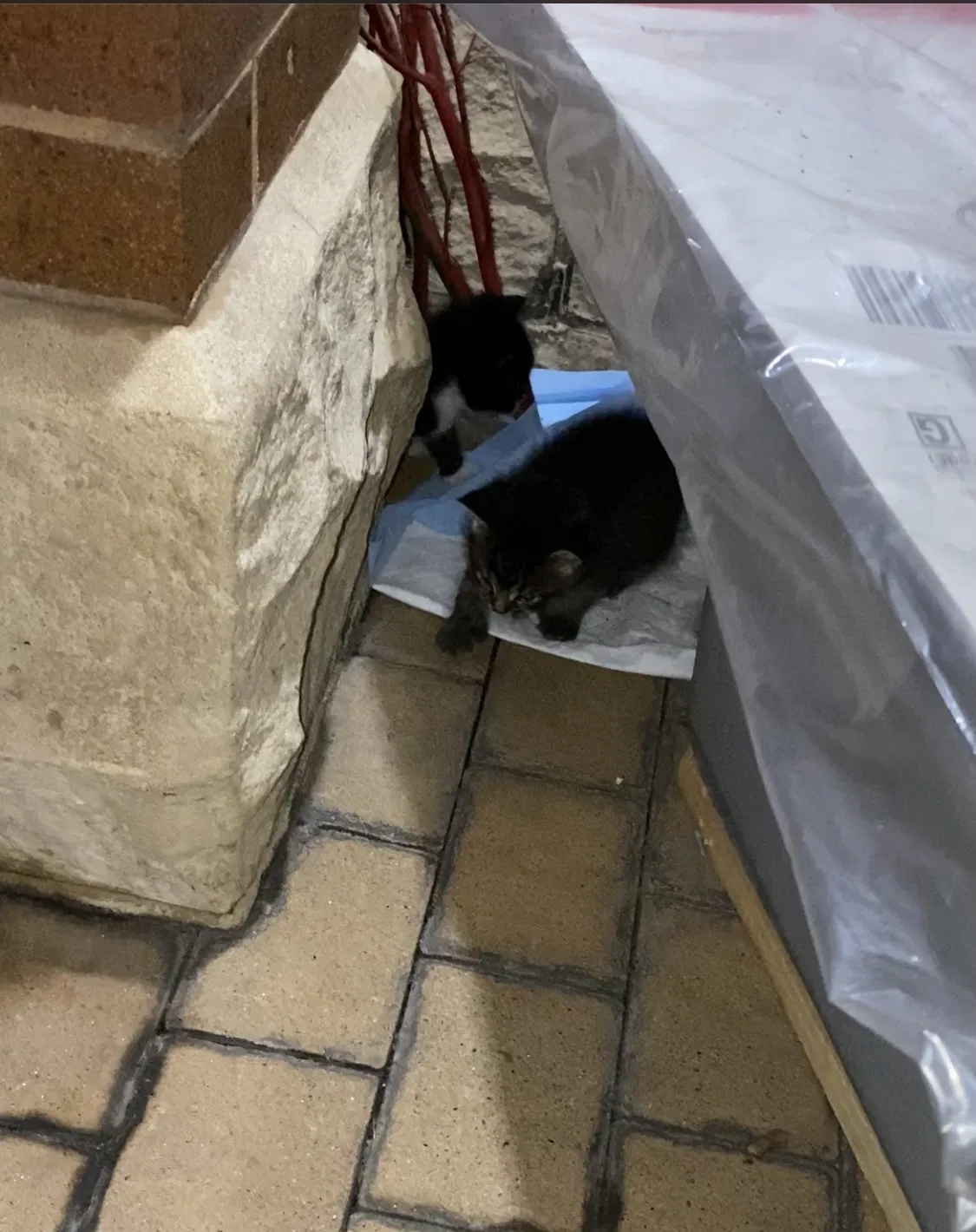 Lost cat in Bronx, NY, 10456