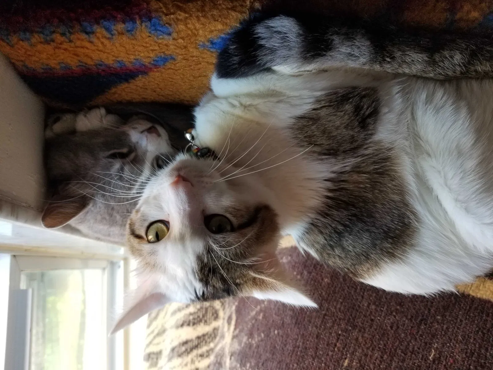 Lost cat in Columbus, OH, 43211