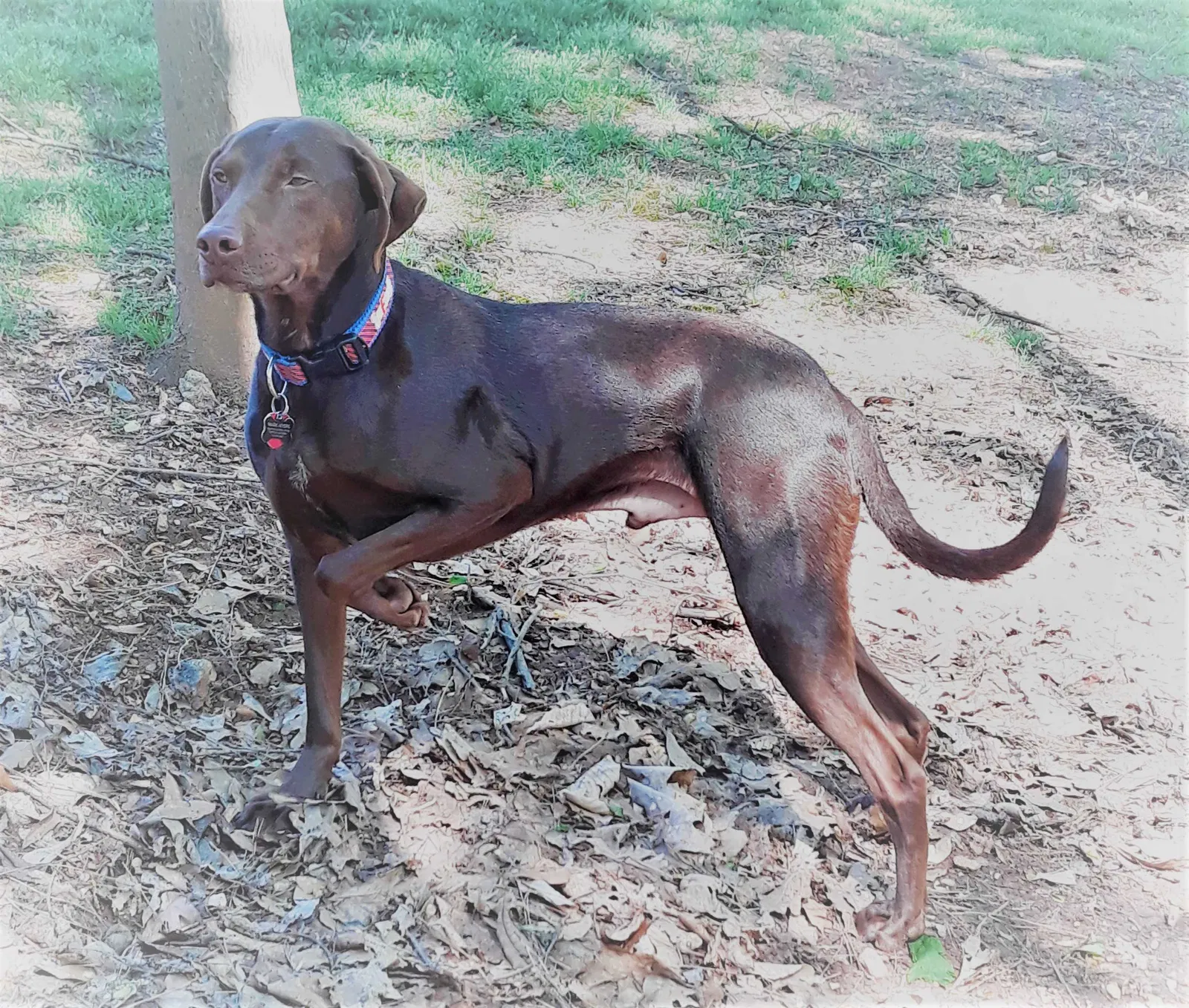 Lost dog in Smyrna, GA, 30080