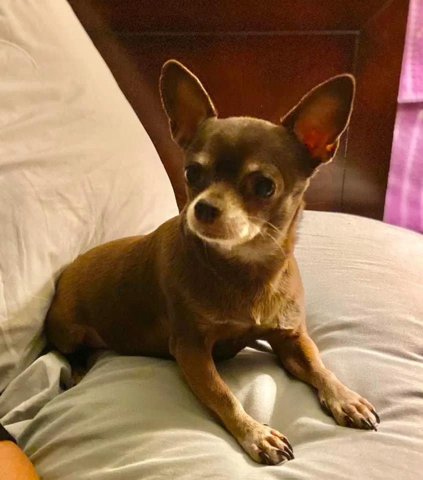 Lost dog in Euclid, OH, 44123