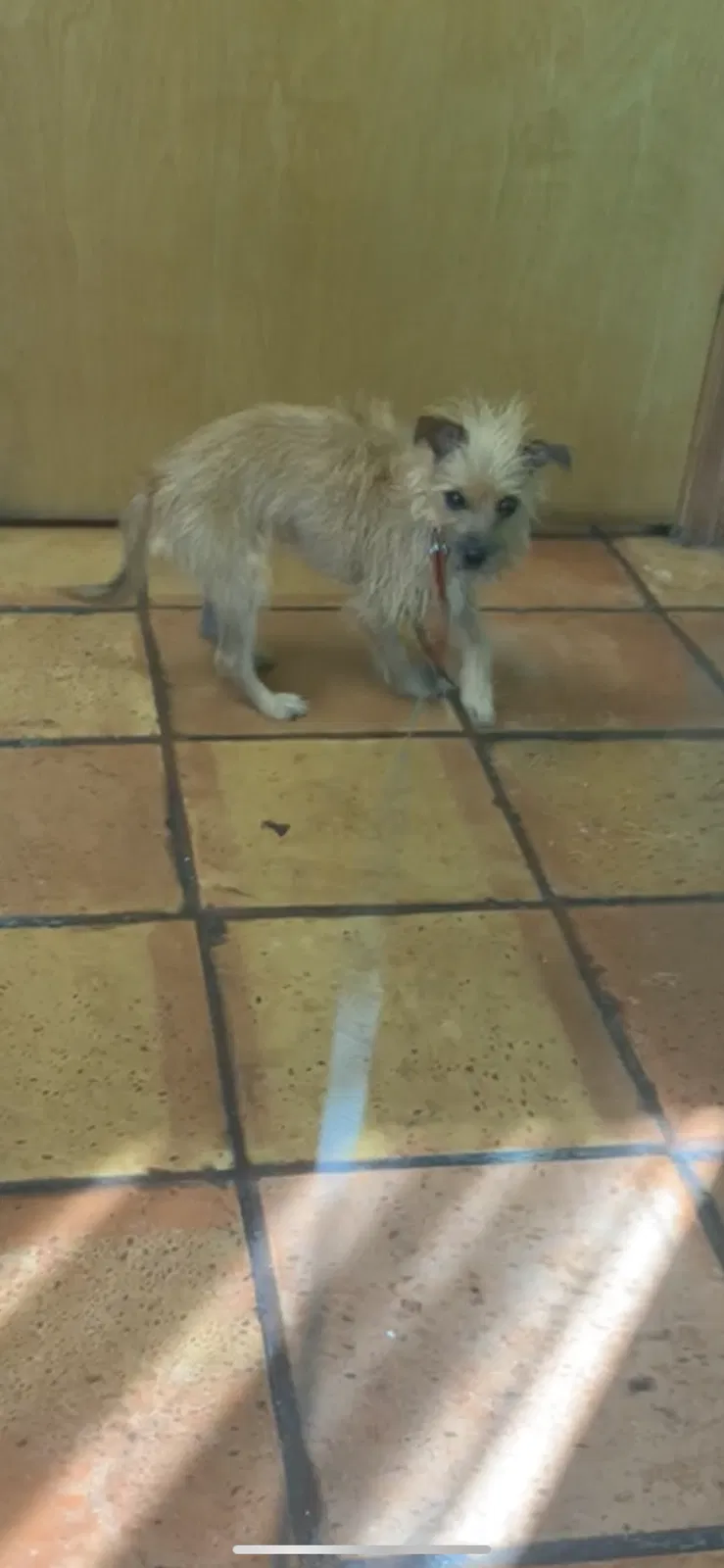 Lost dog in Sarasota, FL, 34234