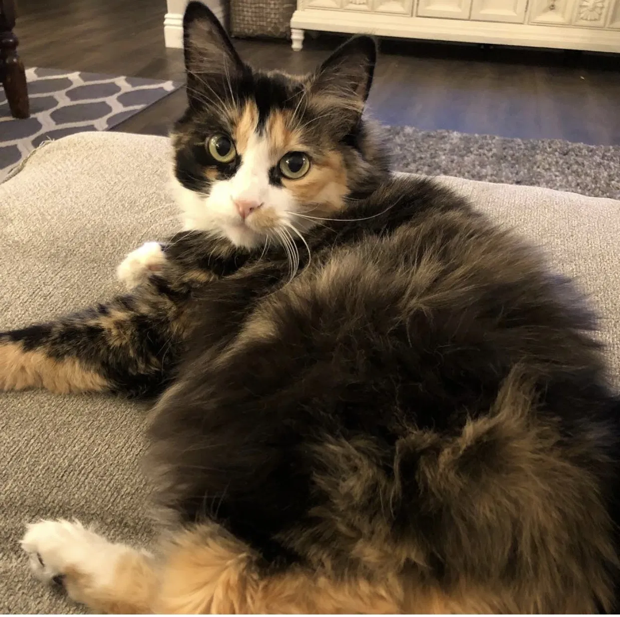 Lost cat in Mira Loma, CA, 91752