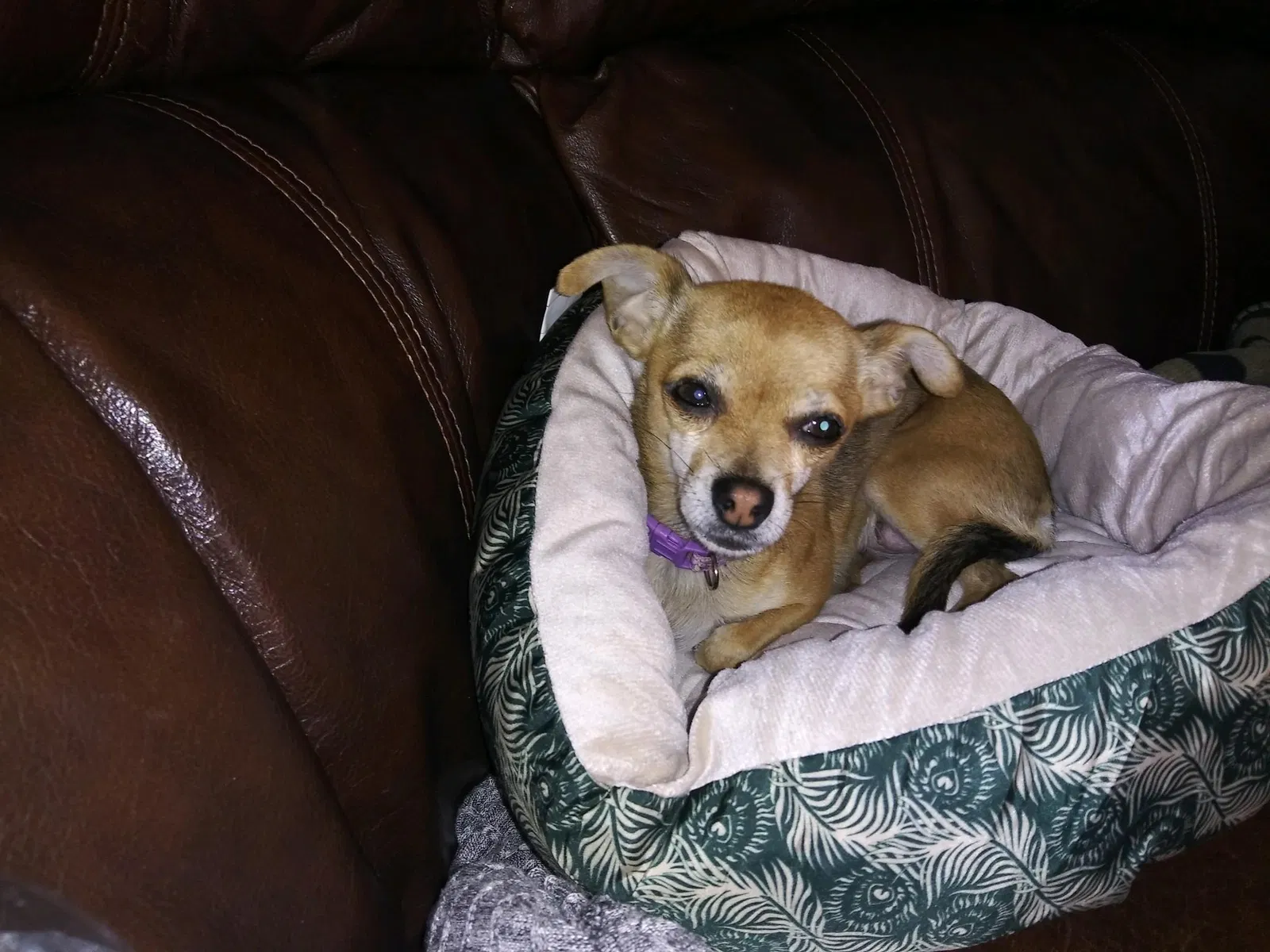 Lost dog in Redlands, CA, 92374