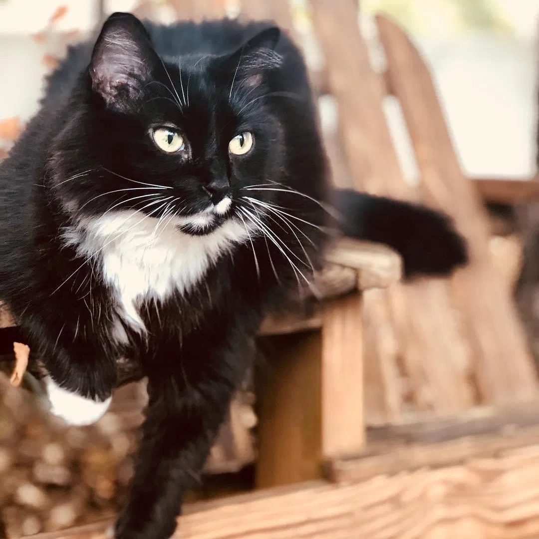 Lost cat in Rock Hill, SC, 29732