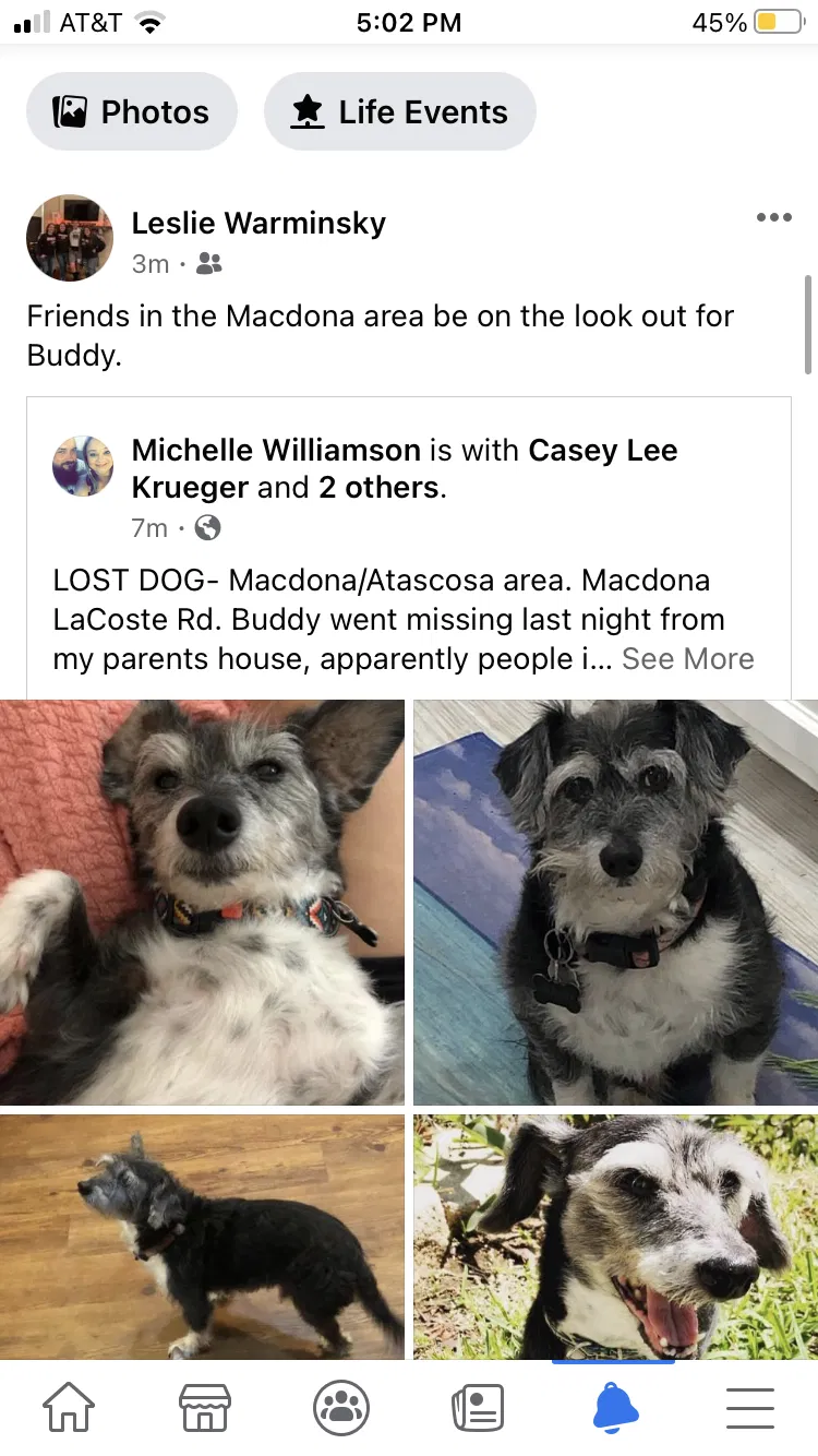 Lost dog in Macdona, TX, 78054