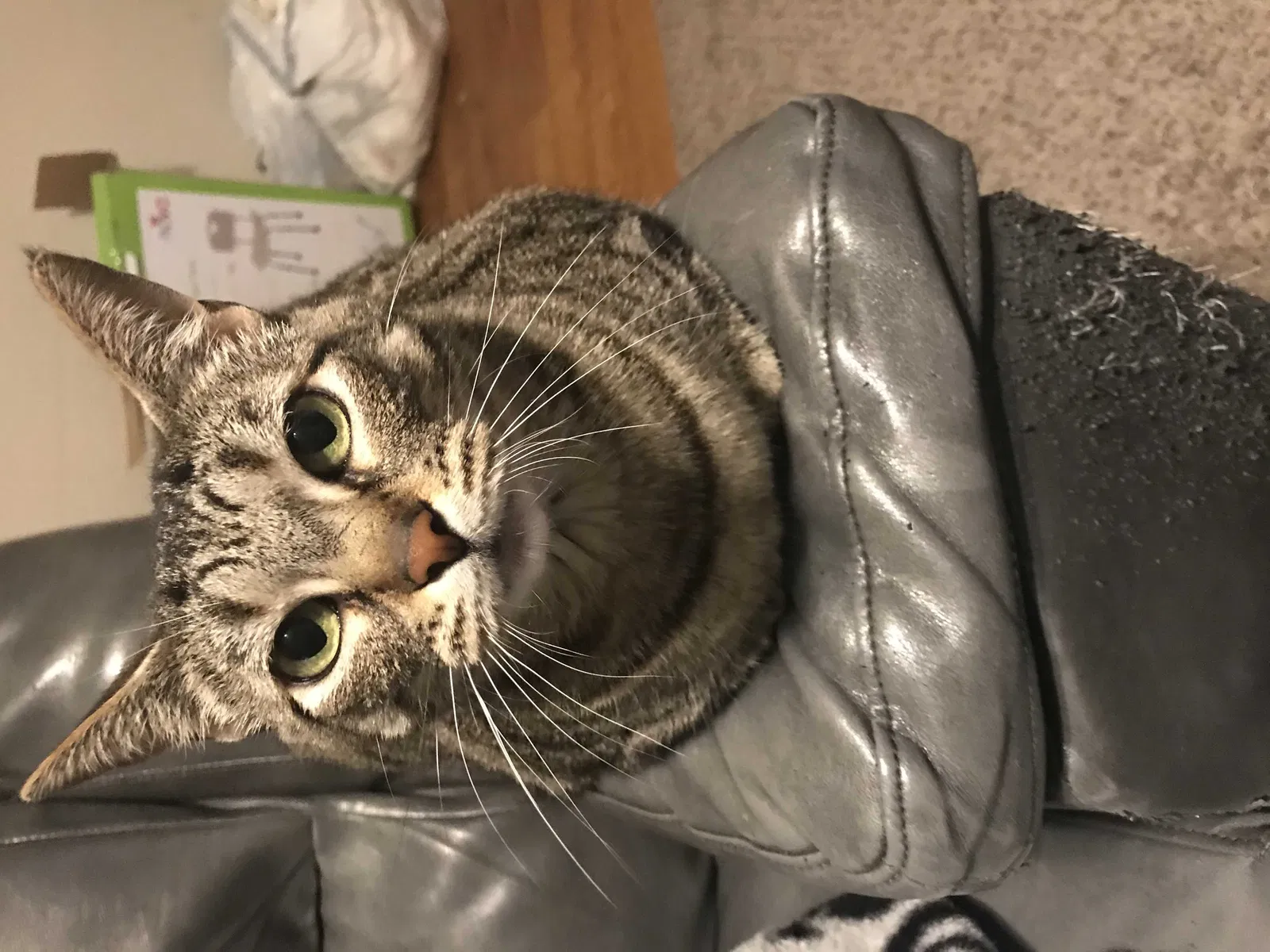 Lost cat in Pearland, TX, 77581