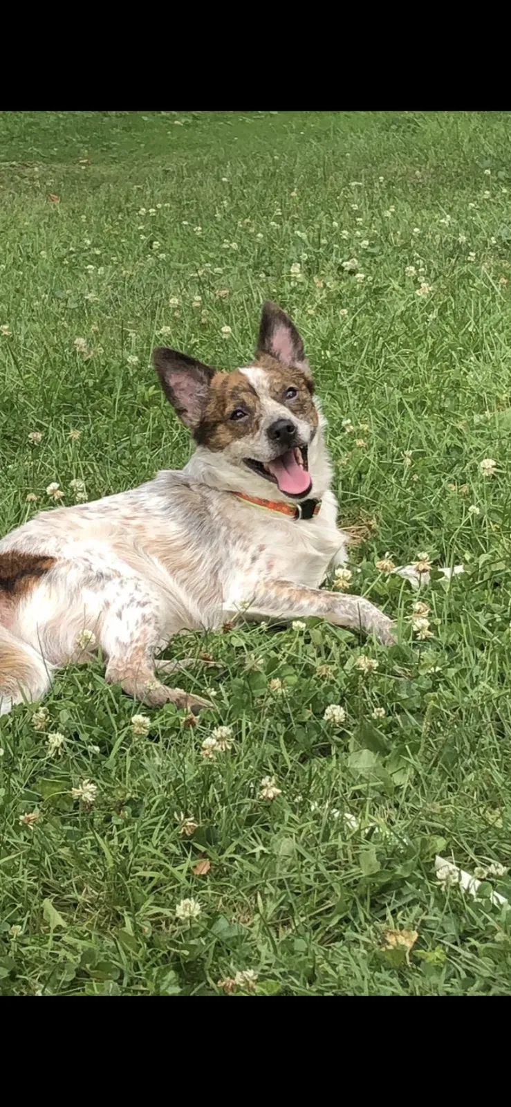 Lost dog in Lancaster, OH, 43130