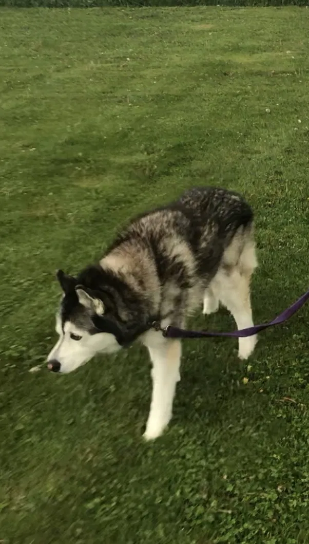 Lost dog in Columbiaville, MI, 48421