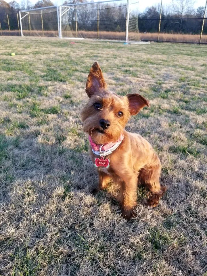 Lost dog in Clarksville, TN, 37040