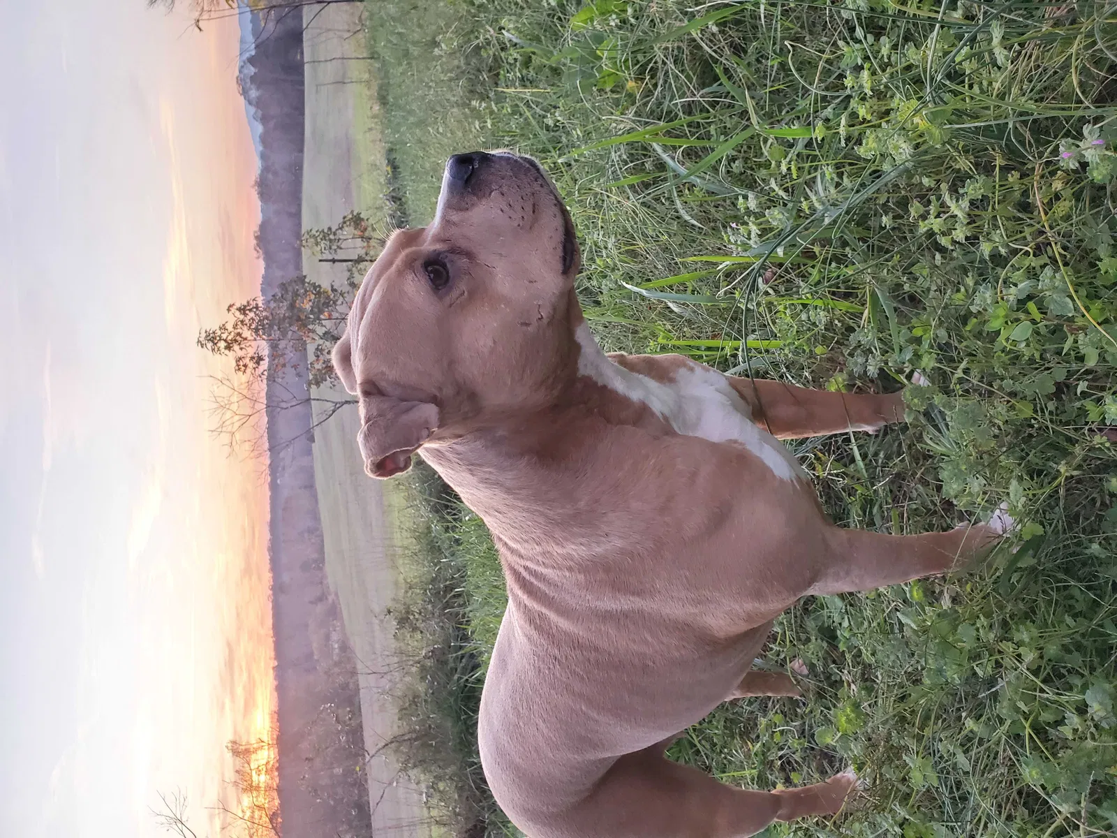 Lost dog in Campobello, SC, 29322