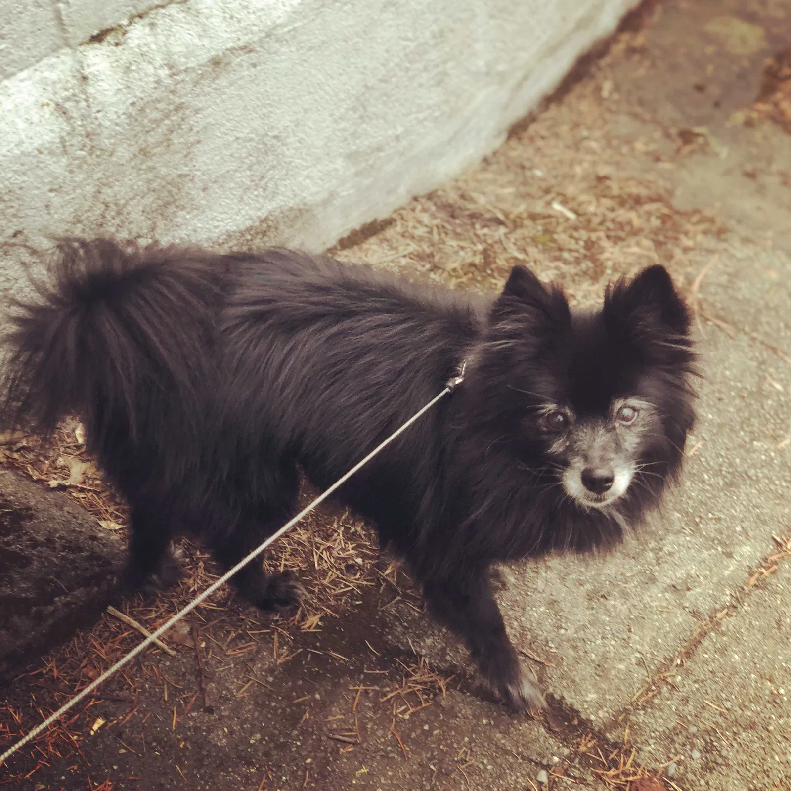 Lost dog in Spokane, WA, 99201