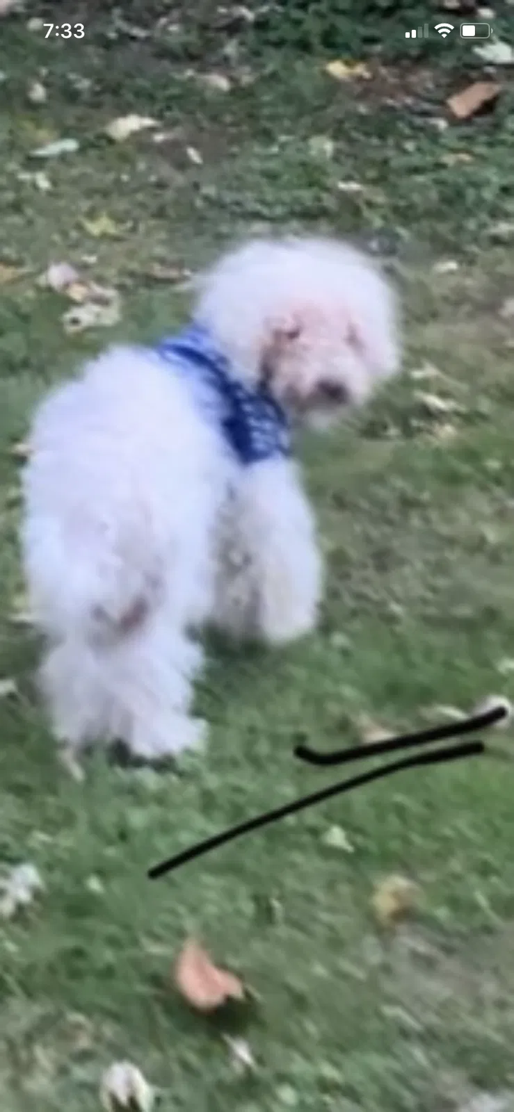 Lost dog in Peoria, IL, 61605