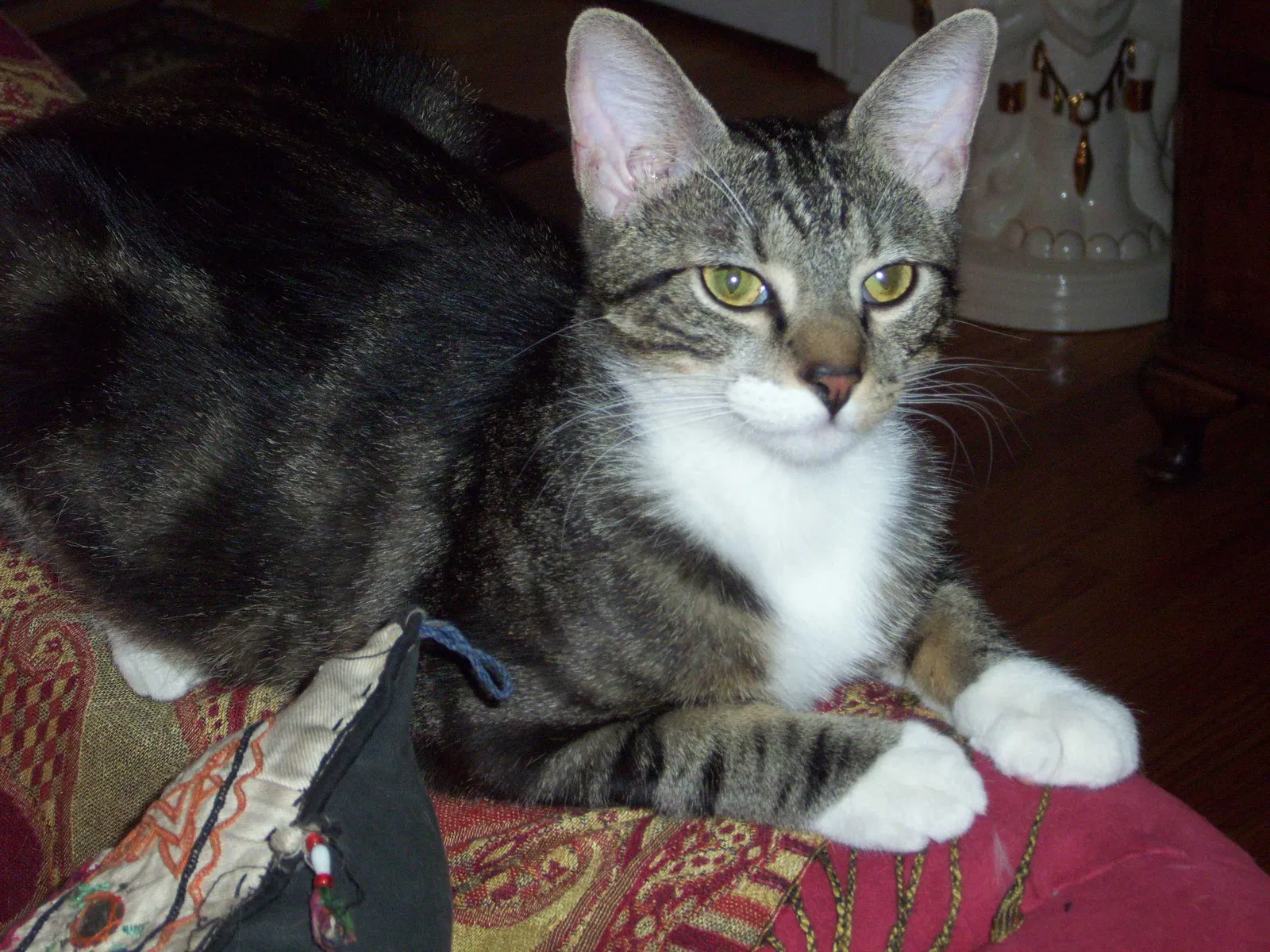Lost cat in Saint Louis, MO, 63125