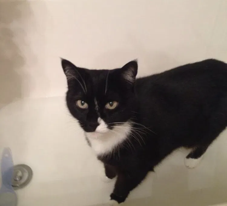 Lost cat in Fillmore, CA, 93015