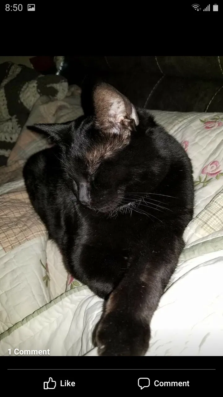 Lost cat in Tucson, AZ, 85739