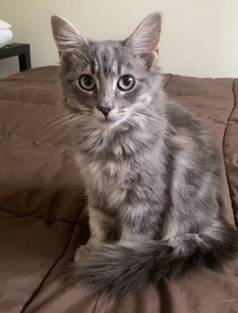 Lost cat in Pfafftown, NC, 27040